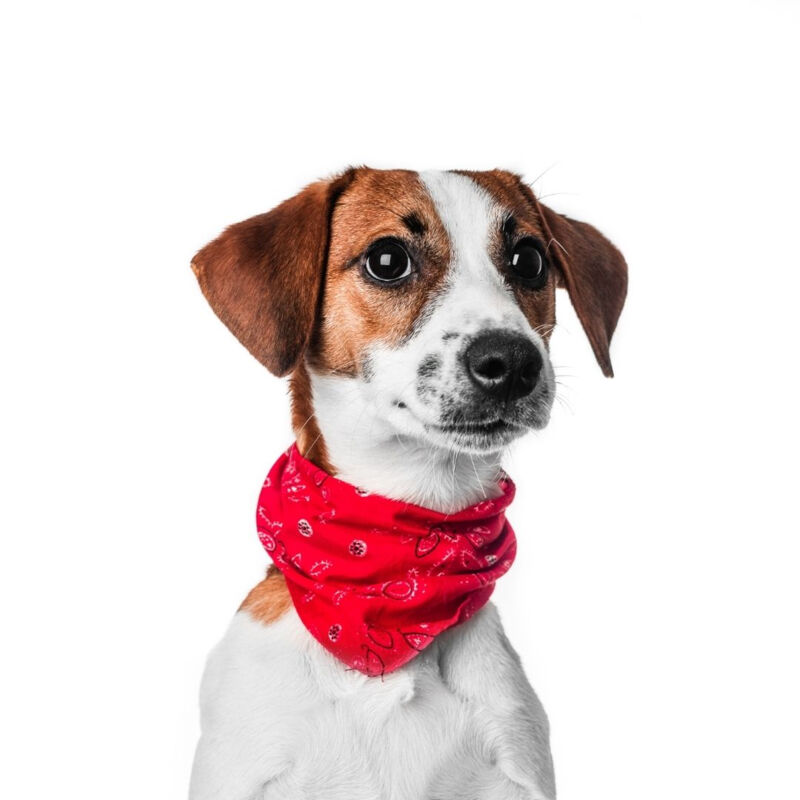 Dog Bandana Thumbnail